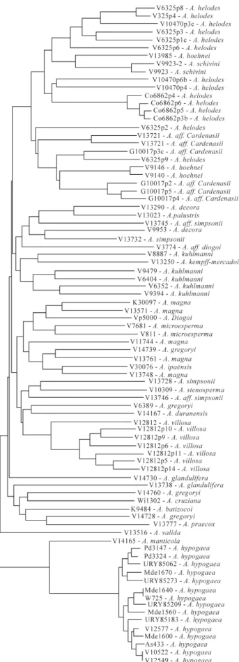 Figure 1 - Silver stained 4% (w/v) acrylamide gel showing polymorphism at locus Ah282 in plants of Arachis schinini (plants 1 to 3), Arachis hoehnei (plants 4 to 8) and Arachis helodes (plants 9 to 22)