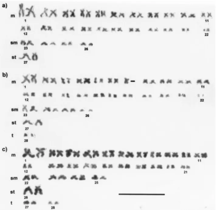 Figure 1 - Karyotypes of T. areolatus from Chile. a) Karyotype with 2n = 54 chromosomes of the Tijeral and Huilma River populations