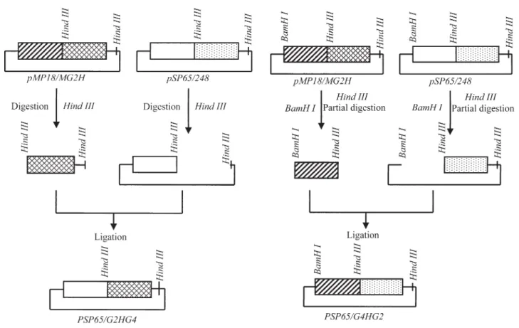 Figure 2 - Nucleotide and amino acid sequence comparisons of Gy4 genes and proteins. Only nucleotides +1153 to +1377 and translated amino acids 385 to 459 are shown