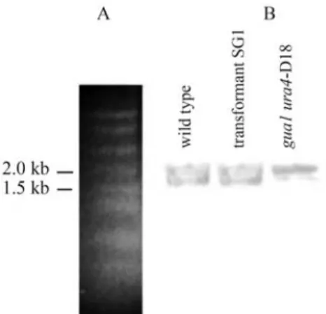 Table 1 - Inosine monophosphate dehydrogenase (IMPDH) activity (OD 340 per mg per ml of protein) in crude extracts ofSchizosaccharomyces pombe