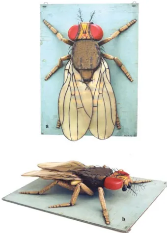 Figure 4 - Wood-carved female model of Drosophila melanogaster, con- con-structed by Marta Erps Breuer and housed in the archives of the Departamento de Genética e Biologia Evolutiva, Instituto de Biociências, Universidade de São Paulo, São Paulo, SP, Braz