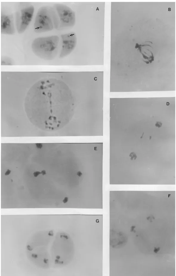 Figure 4 - Meiotic cells of the elephant grass and pearl millet hybrids accessions A = tetrad with micronucleus (arrows); B = telophase I with multiples bridges; C = prophase II with bridge; D = telophase I with fragments and late chromosomes; E = telophas