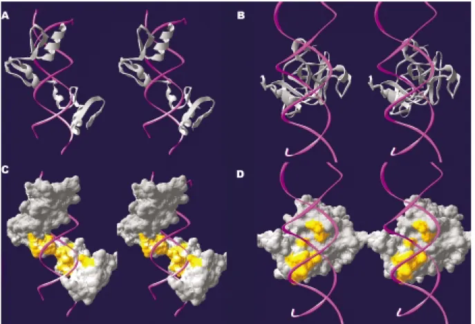 Figure 1 - Stereo image of the structure (A and B) and molecular surface (C and D) of the YY1 zinc finger-DNA complex (A and C, PDB code 1ubd) and the P53-DNA complex (B and D, PDB code 1tsr)