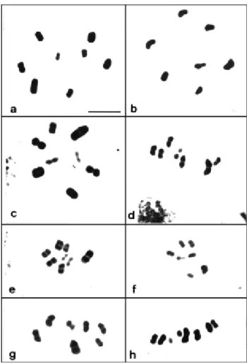 Figure 2 - Meiotic metaphases of the three Antiteuchus species: (a,b,g) A.