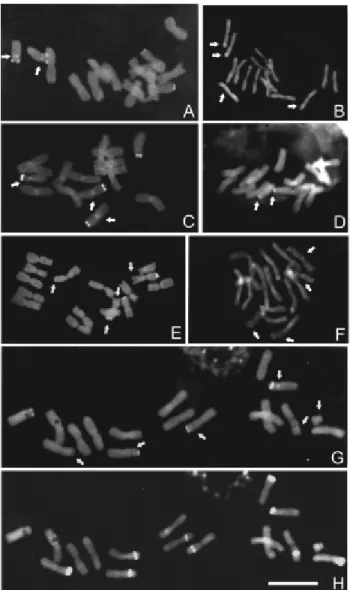 Figure 3 - Cold sensitive regions (CSRs) in Cestrum. (A) C. amictum, (B) C. intermedium, (C) C