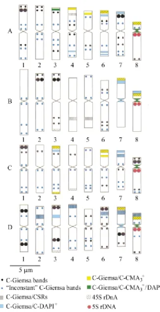 Figure 5 - Idiograms and chromosomal physical mapping of Cestrum amictum (A), C. intermedium (B), C
