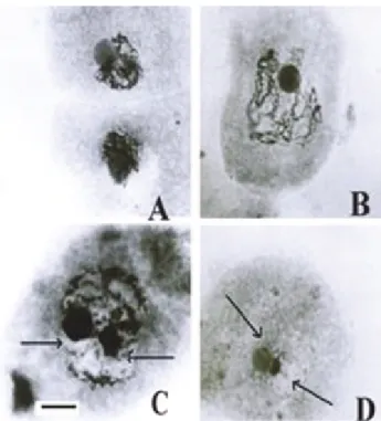 Table 1 - List of Cousinia species studied. All samples were collected by Attar and Mahdigholi.
