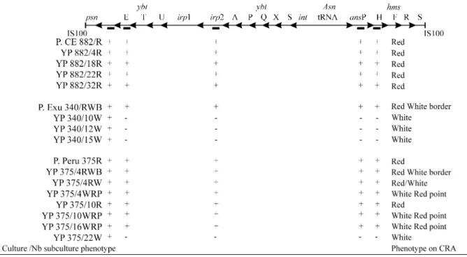Figure 1 - Schematic representation of the pgm locus of Yersinia pestis showing the results of PCR amplification of segments located in the high-pathogenicity island (HPI) and in the pigmentation segment of the different strains
