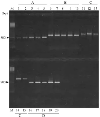 Figure 3 - Hybridization with the HmsH probe and DNA from strain P.