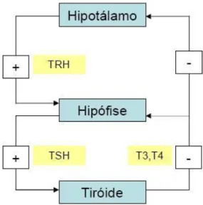 Figura 1: Representação esquemática do eixo Hipotálamo-hipófise-tireóide . 