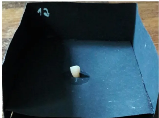 Figura 1 - Caixa com dente preparada para observação.  
