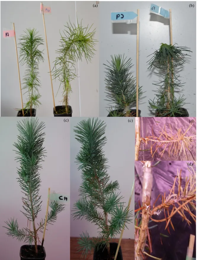 Figure 4 -  Plants visual aspect during sampling day of P. radiata (a), P, pinaster (b) and P