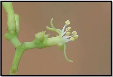 Figura 2.2  –  Flor de Struthanthus polyanthus (Loranthaceae) com estames funcionais, 2012
