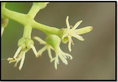 Figura 2.3  –  Flor de Struthanthus polyanthus (Loranthaceae) com anteras atrofiadas, 2012