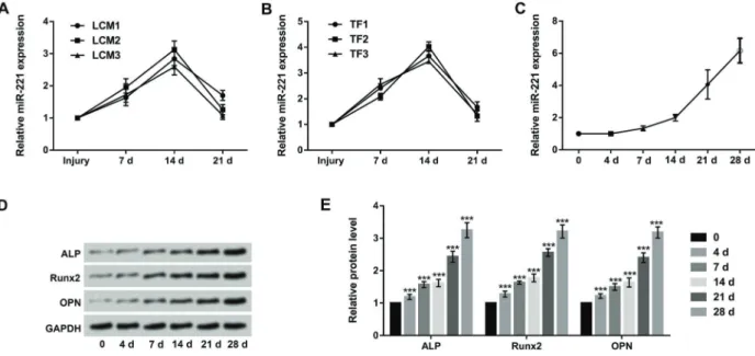 Figure 1. miR-221 is up-regulated during the osteoblast differentiation process. A and B, Blood concentrations of miR-221 in three lumbar compression fracture (LCM) patients and three trochanteric fracture (TF) patients were examined by qRT-PCR