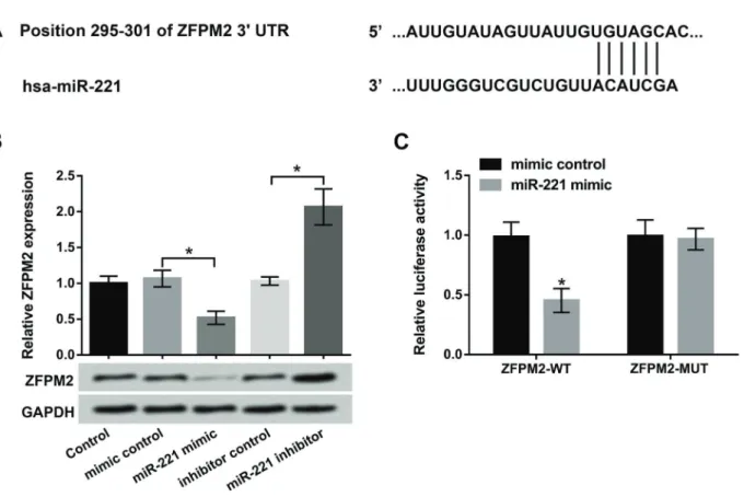 Figure 5. ZFPM2 was a direct target of miR-221. A, The binding site of miR-221 and ZFPM2 was analyzed by TargetScan and microRNA database