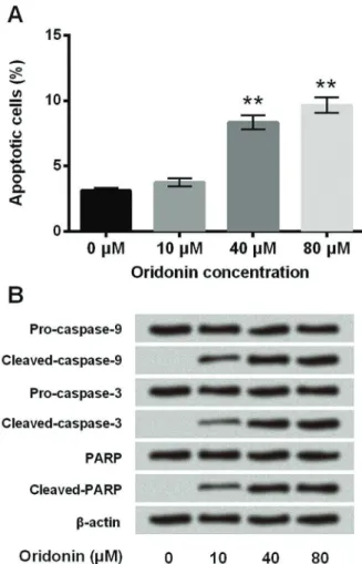 Figure 2. Oridonin promoted apoptosis in SNU-216 cells. SNU- SNU-216 cells were treated with oridonin (0, 10, 40 and 80 mM) for 24 h.