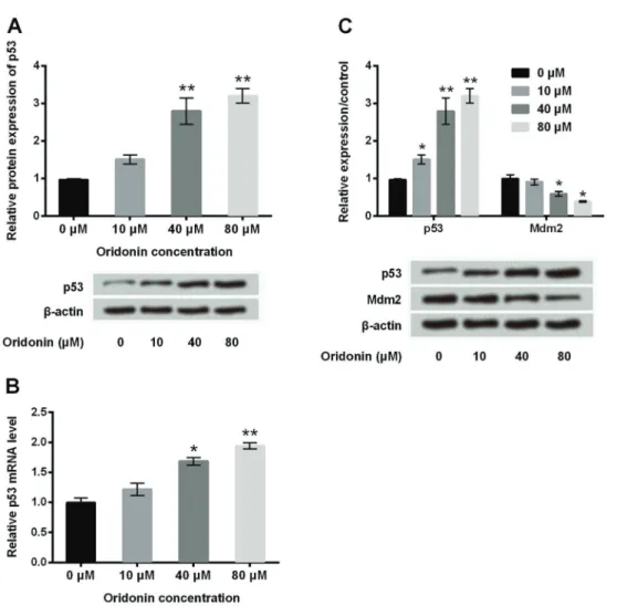 Figure 4. Oridonin enhanced p53 expression by inhibition of Mdm2 in SNU-216 cells. SNU-216 cells were exposed to oridonin (0, 10, 40, and 80 mM) for 24 h