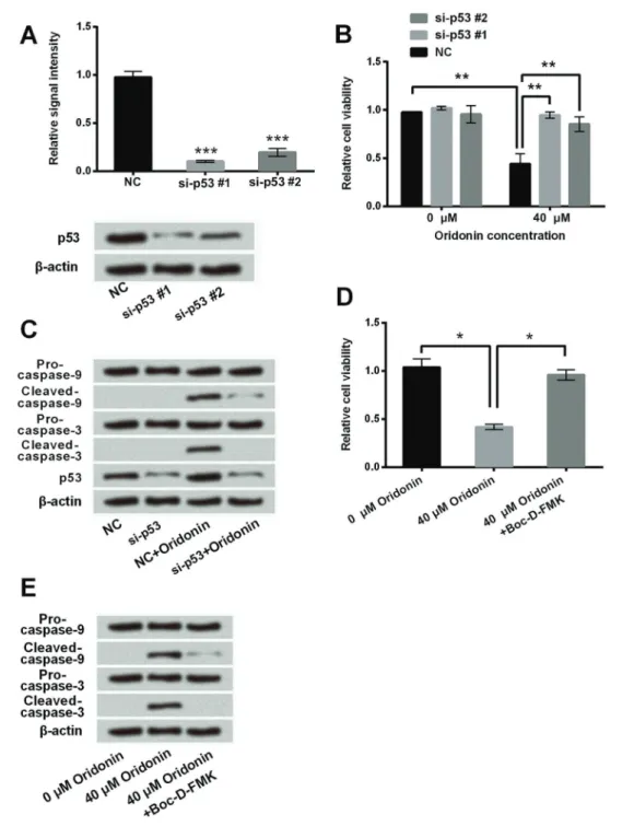 Figure 7. Role of p53 and caspase in the anti-tumor effect of oridonin. SNU-216 cells were transfected with si-p53 #1 or si-p53 #2.