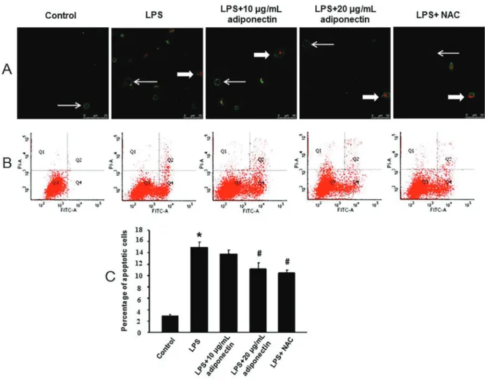 Figure 5. Effects of adiponectin on the apoptosis of human umbilical vein endothelial cells (HUVECs)