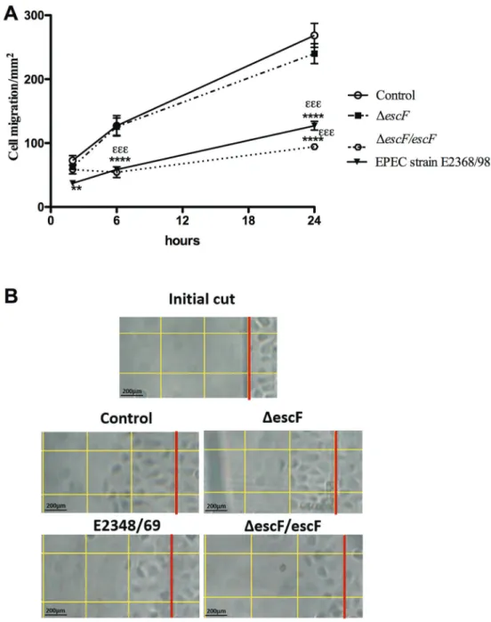 Figure 3. Effects of enteropathogenic Escherichia coli (EPEC) strain E2348/69, EscF-complemented (DescF/escF), and type III secretion system (T3SS)-deletion mutant (DescF) infection on migration of IEC-6 cells A