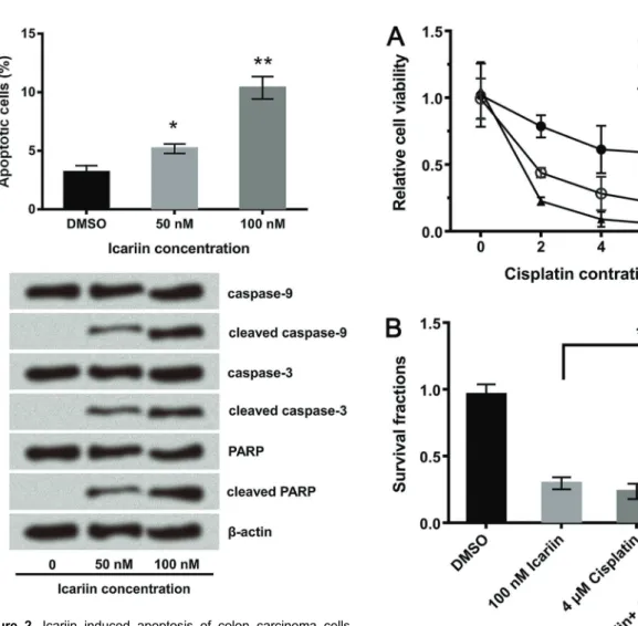 Figure 3. Icariin enhanced the anti-tumor effect of cisplatin on colon carcinoma cells