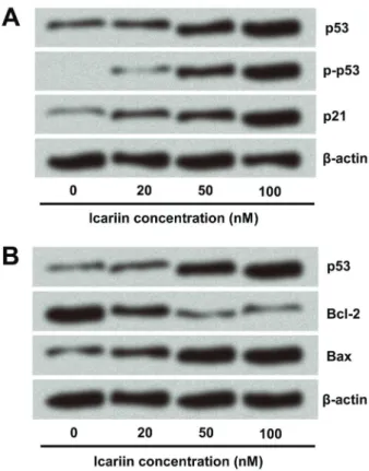 Figure 4. Expression of p53 was enhanced by icariin. A, The mRNA level of p53 was analyzed by real-time PCR