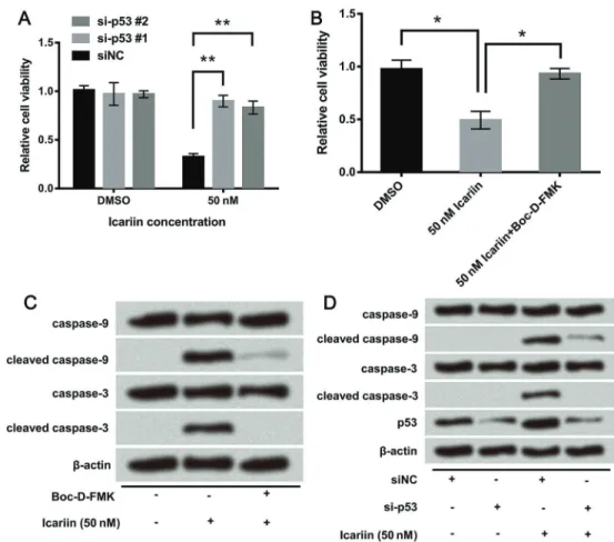 Figure 7. p53 was involved in the anti-tumor effect of icariin by activating caspase-9 and -3