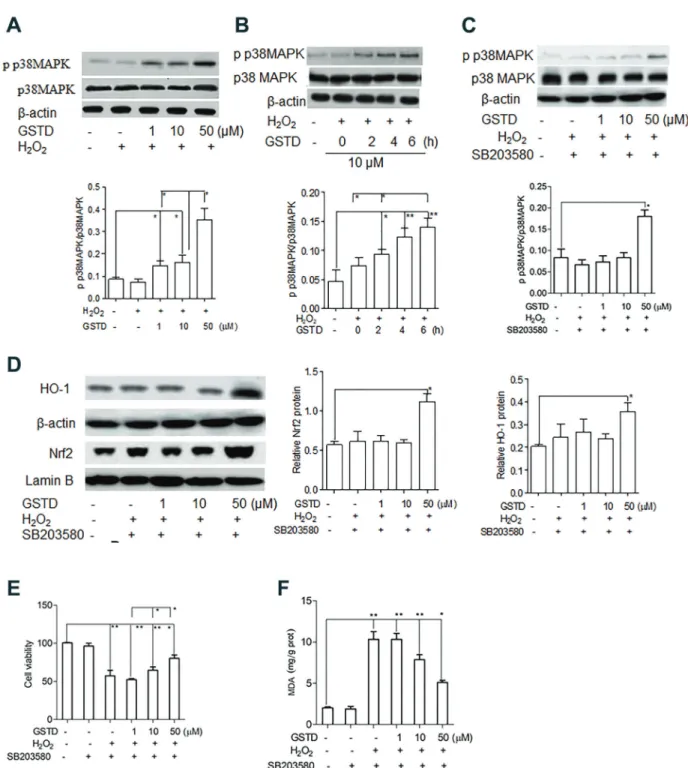 Figure 4. Gastrodin (GSTD)-induced heme oxygenase-1 (HO-1) and nuclear factor erythroid-related factor 2 (Nrf2) expression in liver sinusoidal endothelial cells (LSECs), A, Changes of p p38/p38 MAPK assayed using Western blot