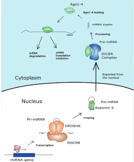 Figure 1. Main processes involved in the biogen- biogen-esis and mechanism of action of microRNAs.
