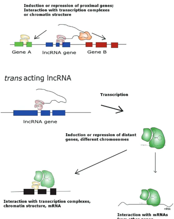 Figure 2. Mechanisms by which long non-coding RNAs (lncRNAs) can regulate gene expression.