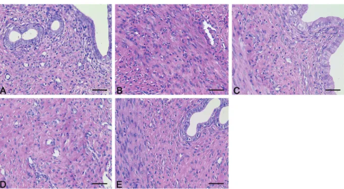 Figure 3. Effect of treatment on organ coef ﬁ cients of the uterus and ovary. Data are reported as means ± SD