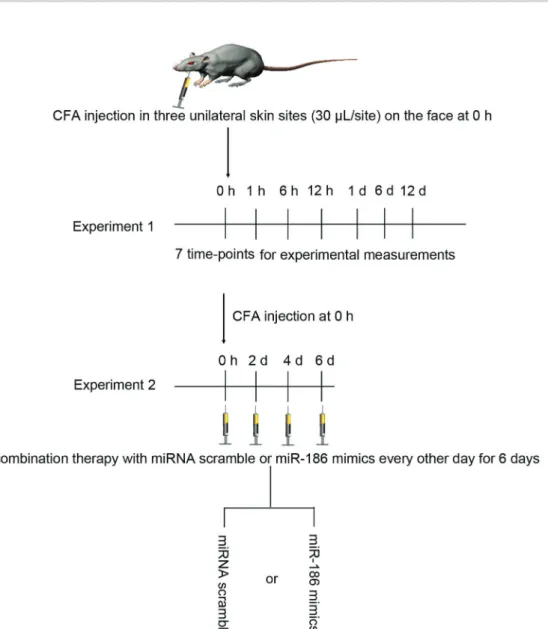 Figure 1. Timeline of the experimental design. CFA: complete Freund ’ s adjuvant.