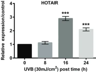 Figure 3C), inhibited Bcl-2 expression (P o 0.01; Figure 3D), altered apoptosis-associated factors (Figure 3E), and increased the expressions of TNF-a (P o 0.05; Figure 3F and H) and IL-6 (P o 0.05; Figure 3G and H) compared with the pcDNA3.1 group in UVB-