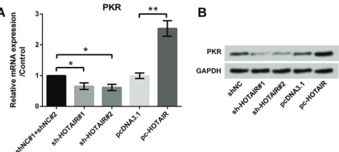 Figure 5E) and decreased apoptosis (P o 0.05; Figure 5F and G), compared with sh-NC in UVB-treated cells.