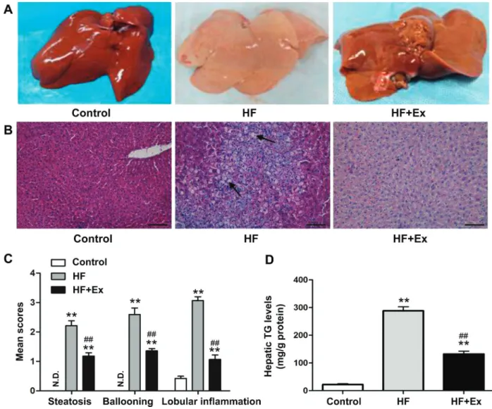 Figure 3. Histopathology of each group. A, Liver specimens from rabbits in each group are shown