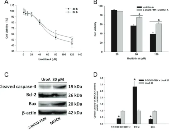 Figure 1. Urolithin A (UroA) suppressed HepG2.2.15 cell proliferation via caspase-3 dependent apoptosis