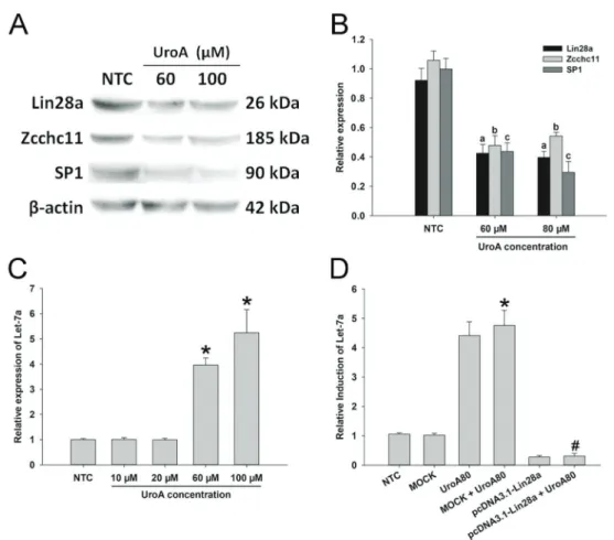 Figure 2. Urolithin A (UroA) regulated the expression of Lin28a/let-7a axis. A, The protein expressions of Sp-1, Lin28a, and Zcchc11 were assessed by western blot assay