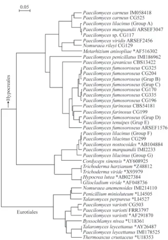 Figure 1 - Phylogenetic tree for Paecilomyces species based on internal transcribed spacer (ITS) and 5.8S rDNA sequences using the Maximum Likelihood with molecular clock method