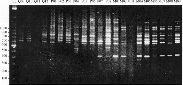 Figure 2 - Random amplified polymorphic DNA PCR patterns for the OPA13 primer in specimens of Eupemphix nattereri from three different munici- munici-palities (Q = Quirinópolis; p = Palmeiras; and MO = Morrinhos)