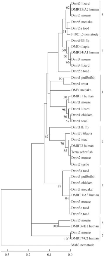 Figure 3 - Neighbor-joining phylogenetic tree (1000 replicates) of some vertebrate and invertebrate doublesex/male abnormal 3 (dsx/mab-3 or DM) related transcription factor (DMRT) gene family members based on amino acid sequence data