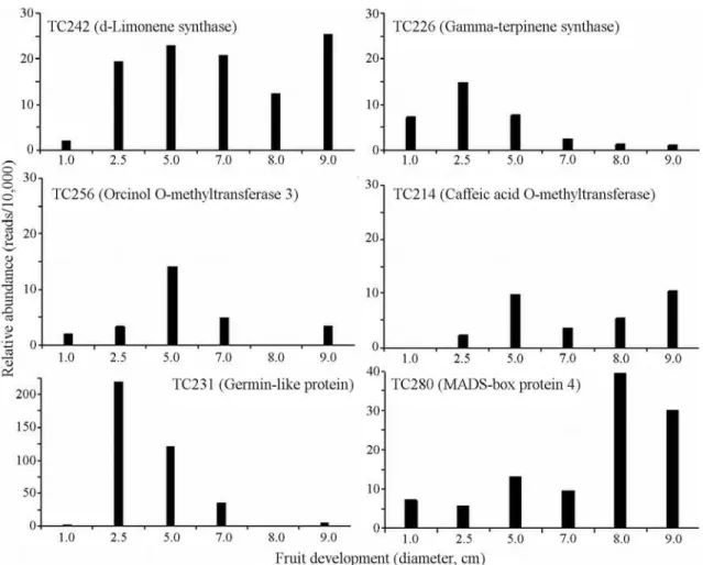 Figure 3 - Relative abundance (reads per 10,000 reads library) and expression pattern of the flavedo tentative consensi: TC242 (d-Limonene synthase), TC226 (Gamma-terpinene synthase), TC256 (Orcinol O-methyltransferase 3), TC214 (Caffeic acid O-methyltrans