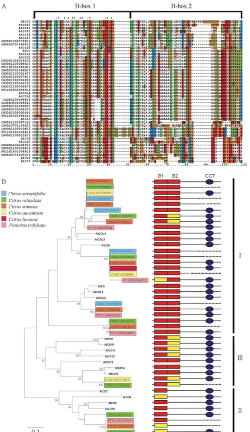 Figure 2 - Characterization of the putative CONSTANS gene family in Citrus. A. Alignment of predicted peptides of Citrus CO-like putative homologs and related genes from Arabidopsis