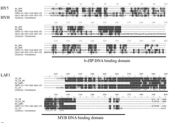 Figure 6 - Proteolysis-mediated photomorphogenesis control pathway in citrus. A. alignment of positive photomorphogenesis regulator families HY5/HYH and LAF1