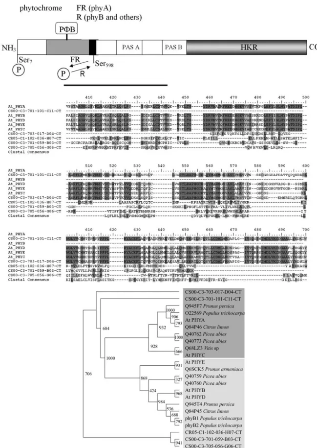 Figure 2 - Domain structure, phylogenetic analyses and alignment of the predicted amino acid sequence of phytochrome family in citrus