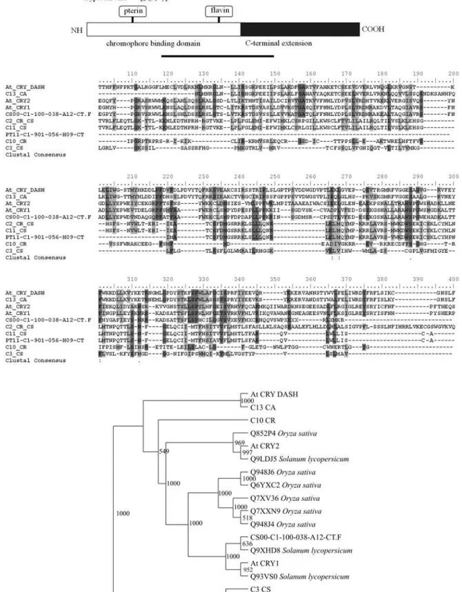Figure 3 - Domain structure, phylogenetic analyses and alignment of the predicted amino acid sequence of the cryptochrome family in citrus