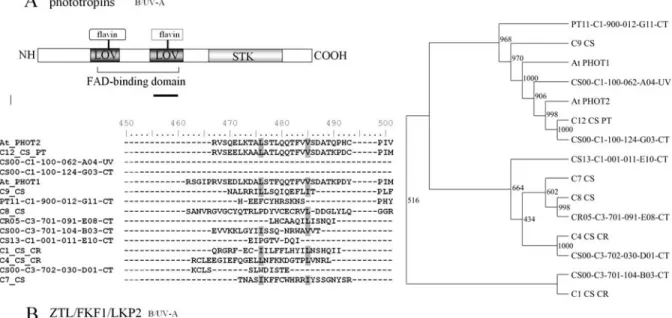 Figure 4 - Domain structure, phylogenetic analyses and alignment of the predicted amino acid sequence of phototropin and zeitlupe in citrus