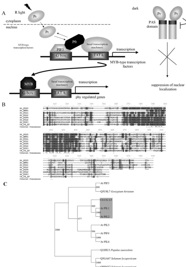 Figure 5 - Light-signaling associated bHLH transcriptional regulator family in citrus