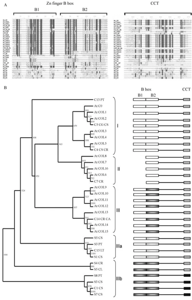 Figure 5 - CONSTANS family in citrus. A. Alignment of predicted B-box and CCT peptide domains of CONSTANS and related genes from Arabidopsis and citrus