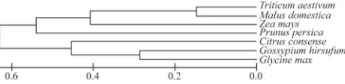 Figure 3 - Homology of the consensus sequence of citrus GS with se- se-quences of GS from other plants obtained from the NCBI database